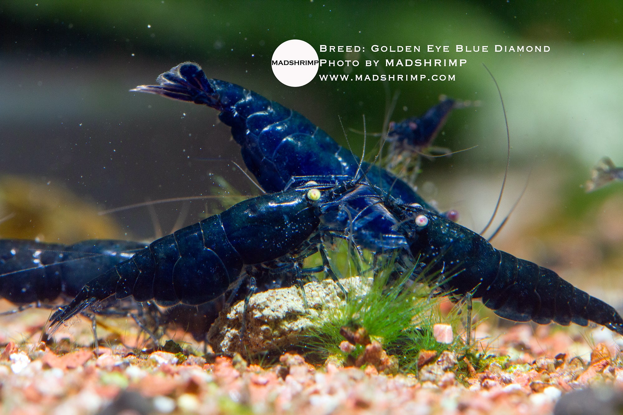 Golden Eye Blue Diamond Neocaridina shrimp