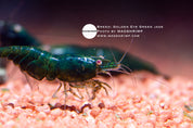 Golden Eye Green Jade Neocaridina shrimp