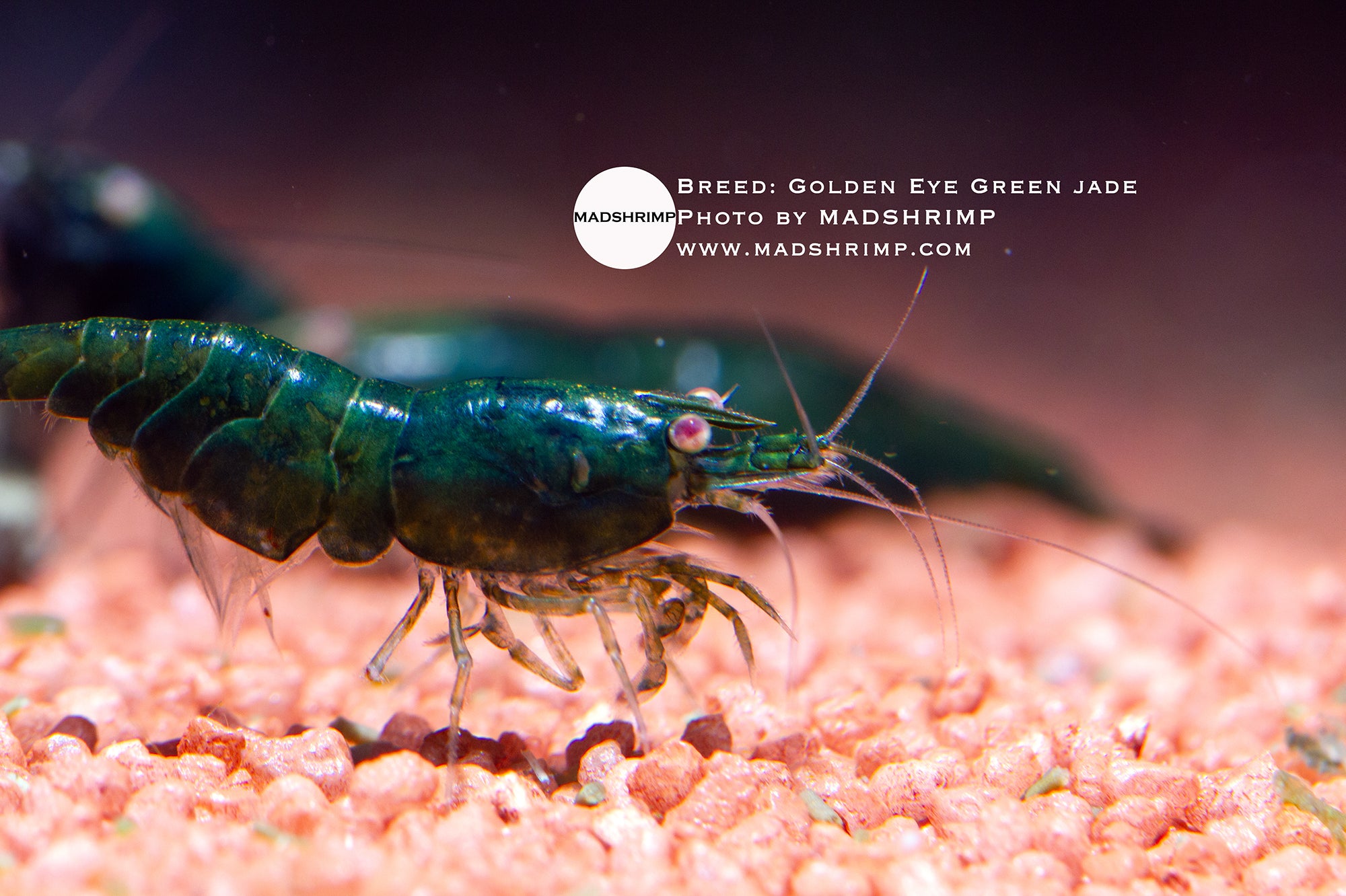 Golden Eye Green Jade Neocaridina shrimp