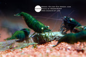 Golden Eye Green Jade Neocaridina shrimp, photo 2