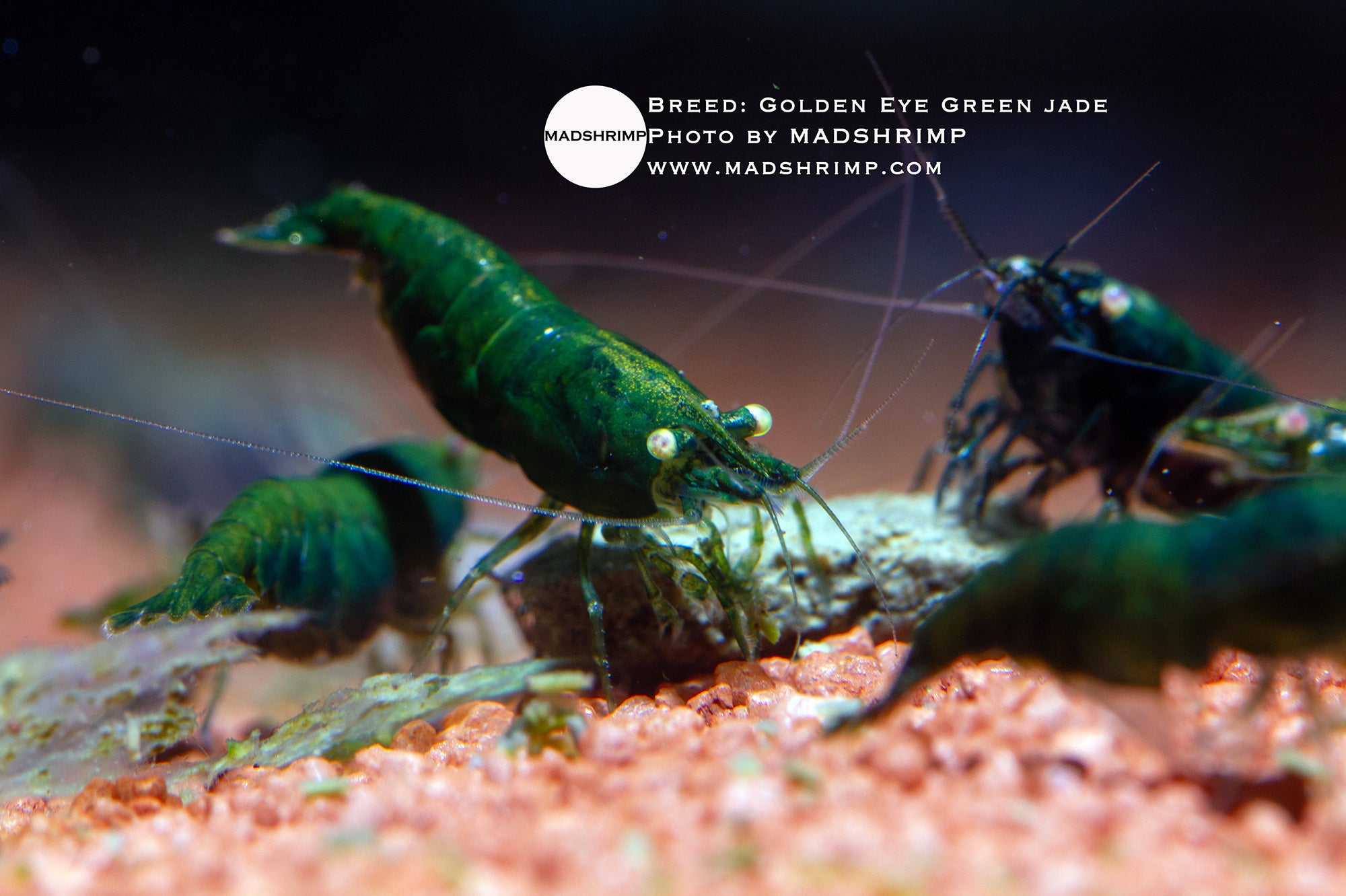 Golden Eye Green Jade Neocaridina shrimp, photo 2