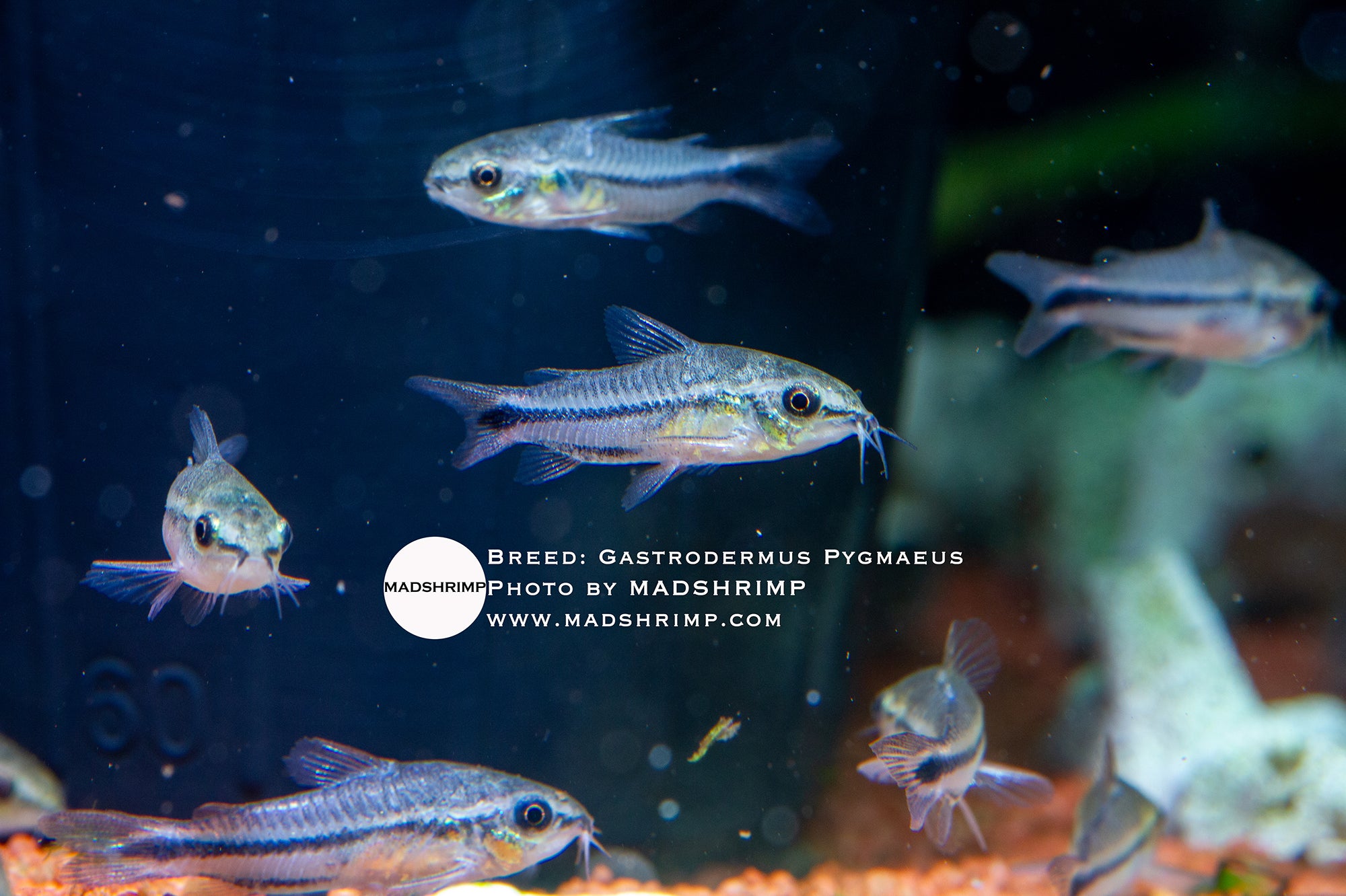 Pygmy Corydoras (Gastrodermus pygmaeus)