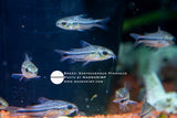 Gastrodermus Pygmaeus