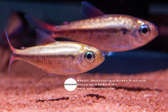Moenkhausia Rubra Platinum