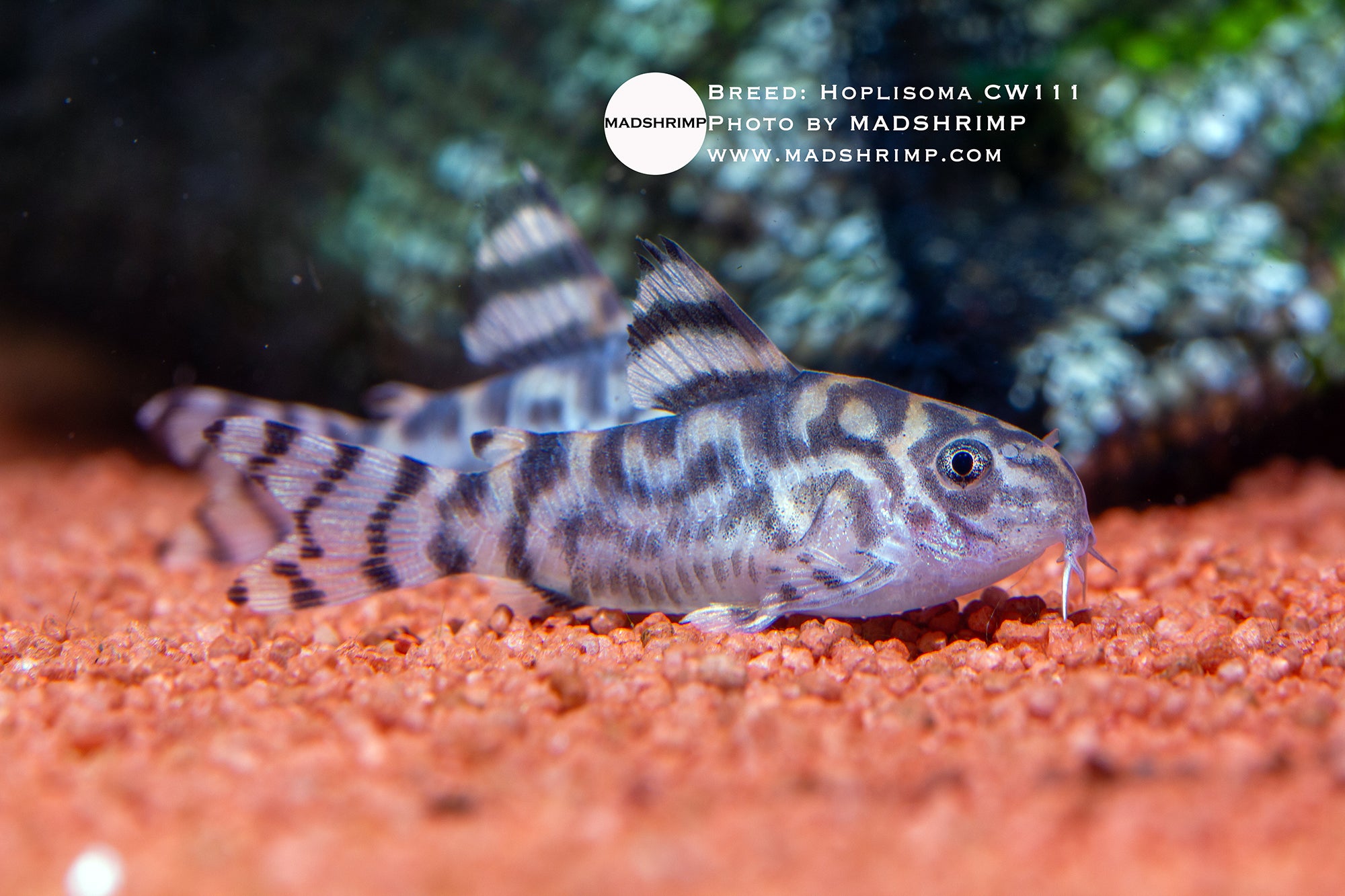Vulcan Corydoras (Hoplisoma CW111)