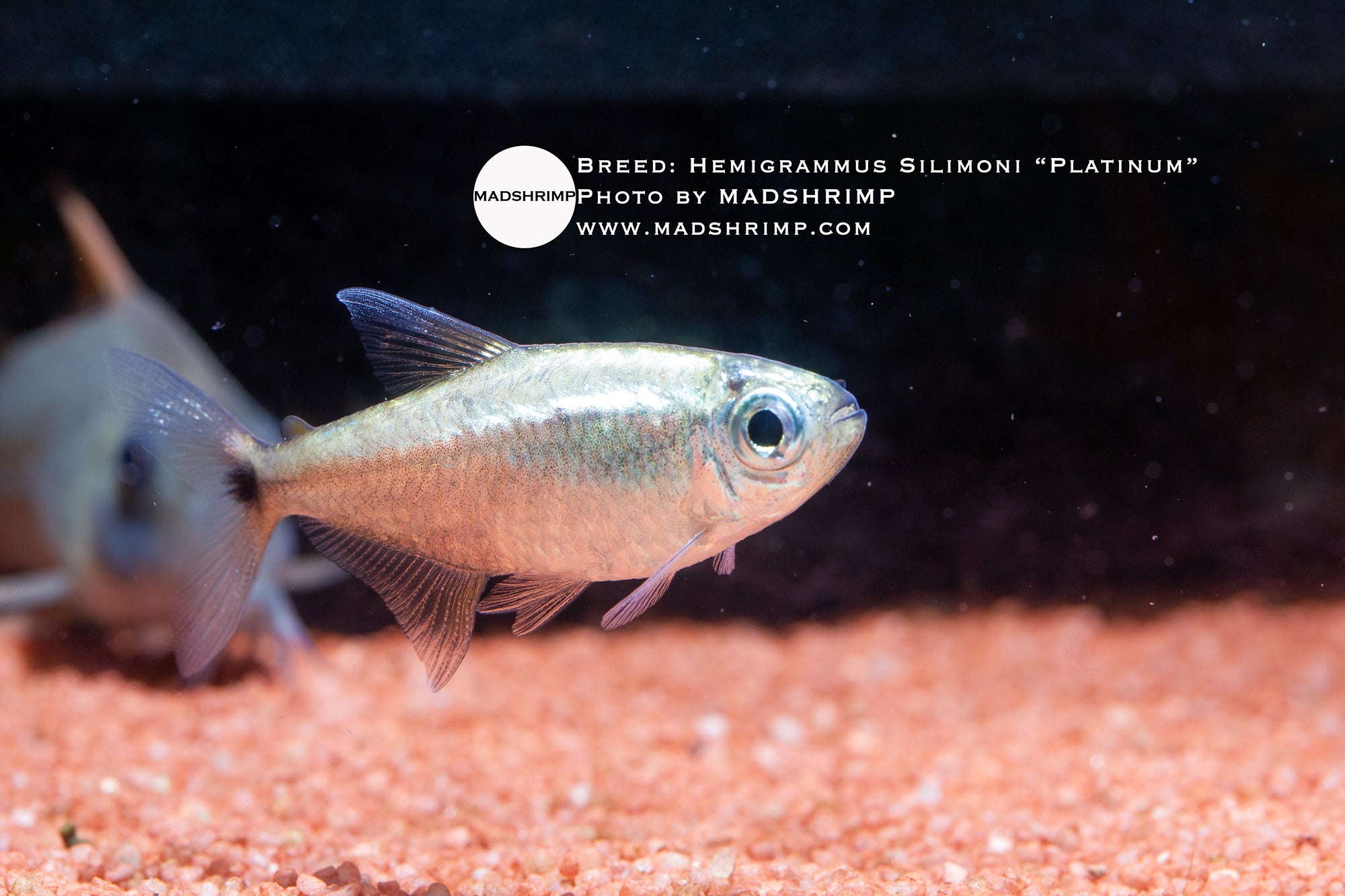 Platinum silimoni tetra (Hemigrammus silimoni)
