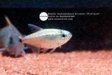 Hemigrammus Silimoni Platinum