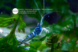 Caridina Dennerli "Blue Ghost"