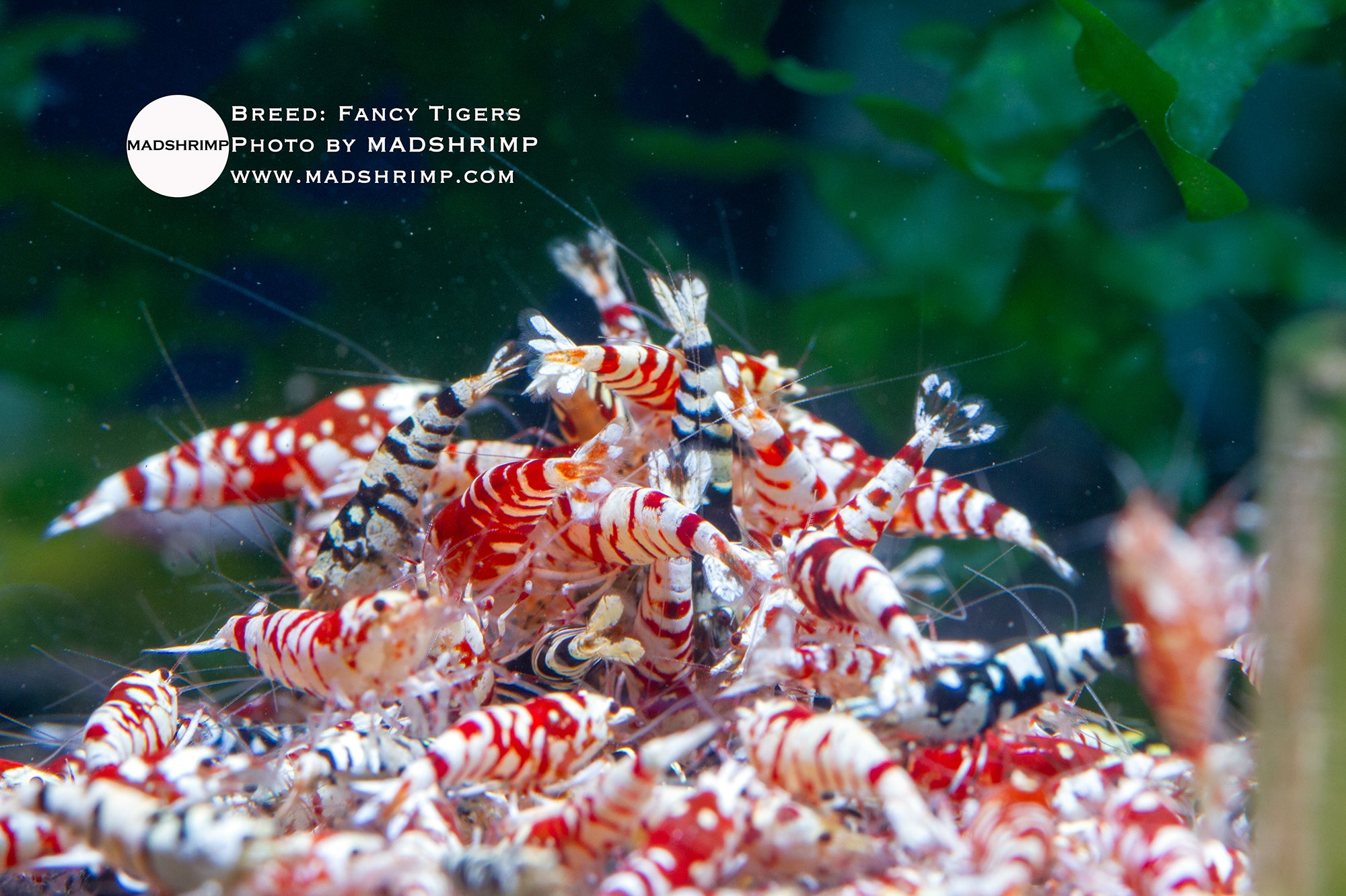 Fancy Tiger Caridina shrimp A-S grade
