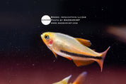 Black Arrow tetra (Inpaichthys luizae) captive bred, photo 2