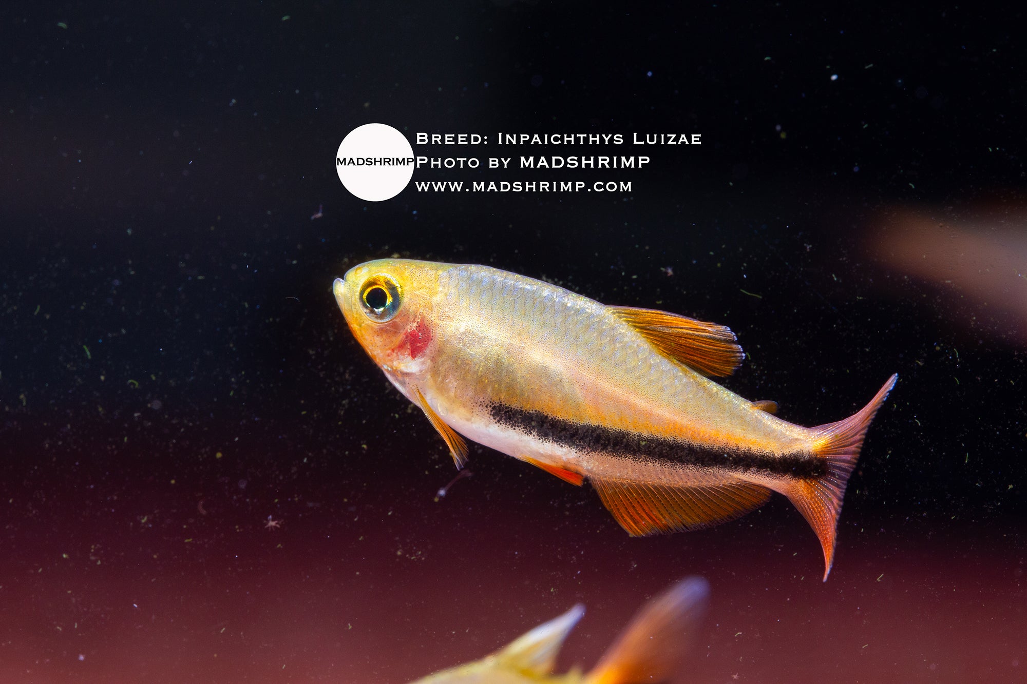 Black Arrow tetra (Inpaichthys luizae) captive bred, photo 2