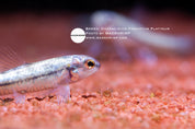 Platinum darter tetra (Characidium fasciatum)