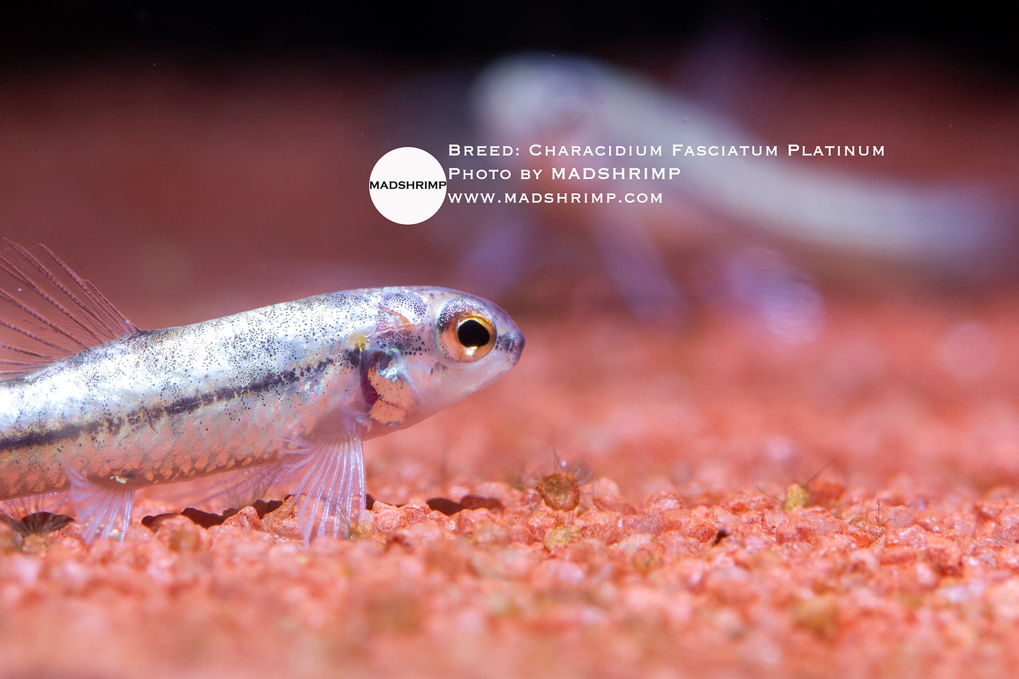 Platinum darter tetra (Characidium fasciatum)