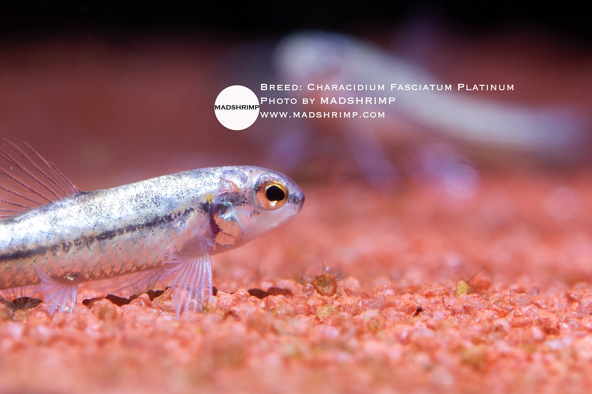 Platinum darter tetra (Characidium fasciatum)