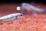 Characidium Fasciatum Platinum