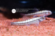 Platinum darter tetra (Characidium fasciatum), photo 2