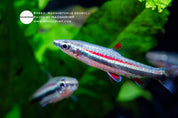 Redbull pencilfish (Nannostomus sp.)