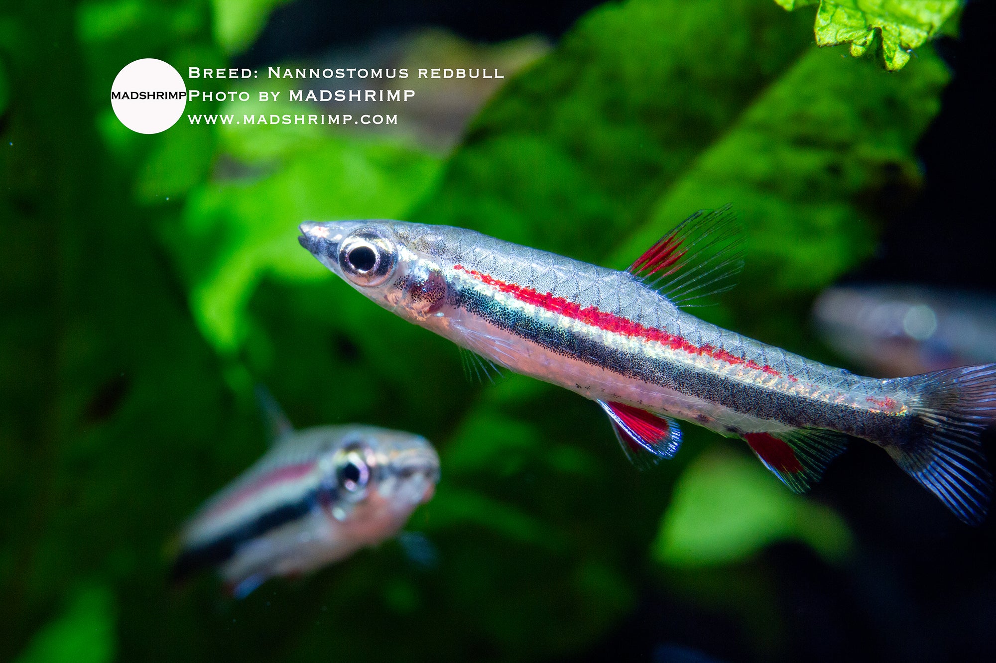 Redbull pencilfish (Nannostomus sp.)
