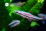 Nannostomus Redbull