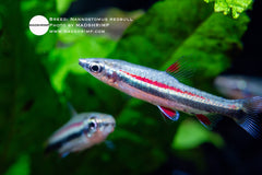 Nannostomus Redbull