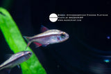 Hyphessobrycon Piranga Platinum