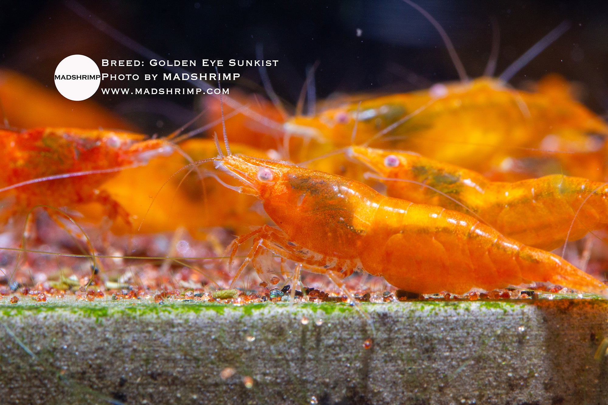 Golden Eye Sunkist Neocaridina shrimp