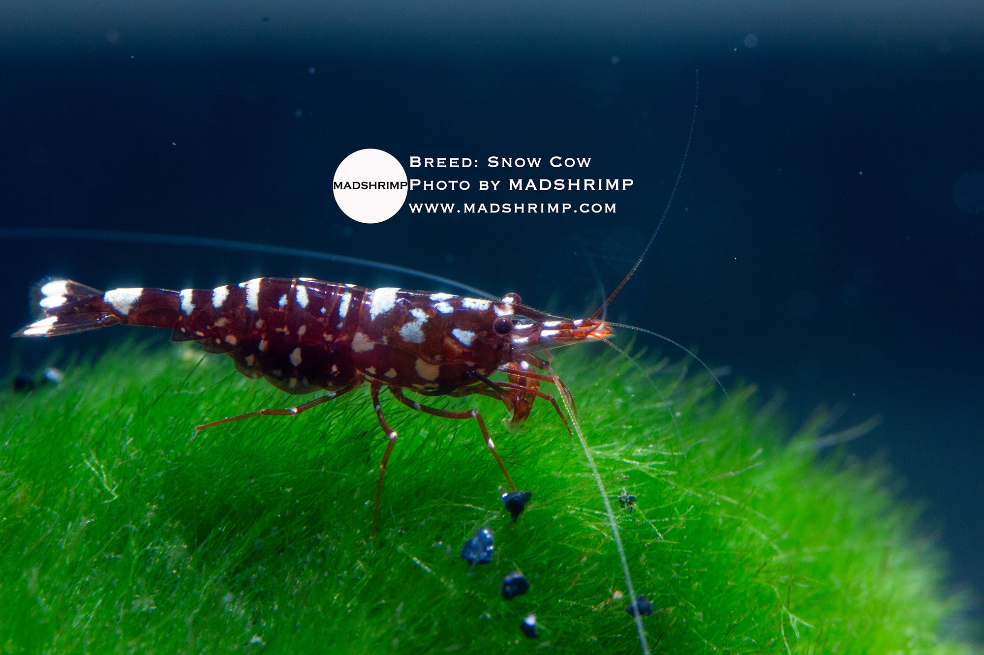 Snow Cow Caridina trimaculatus Sulawesi shrimp