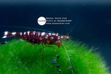 Caridina Trimaculatus "Snow Cow"