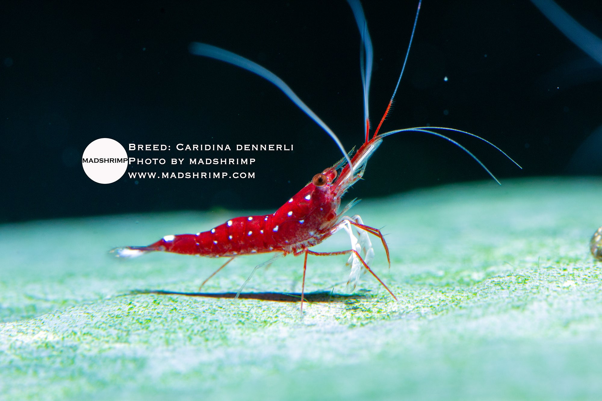 White Sock Sulawesi shrimp (Caridina dennerli)