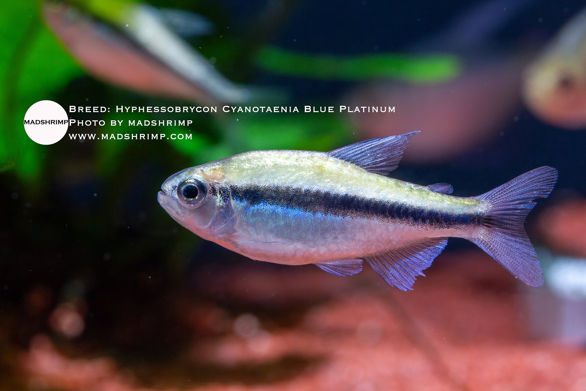 Blue Lapis tetra (Hyphessobrycon cyanotaenia blue platinum)