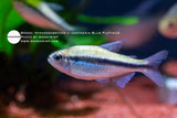 Hyphessobrycon Cyanotaenia Blue Platinum
