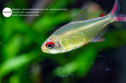 Jacareacanga tetra (Hyphessobrycon sp.), photo 2