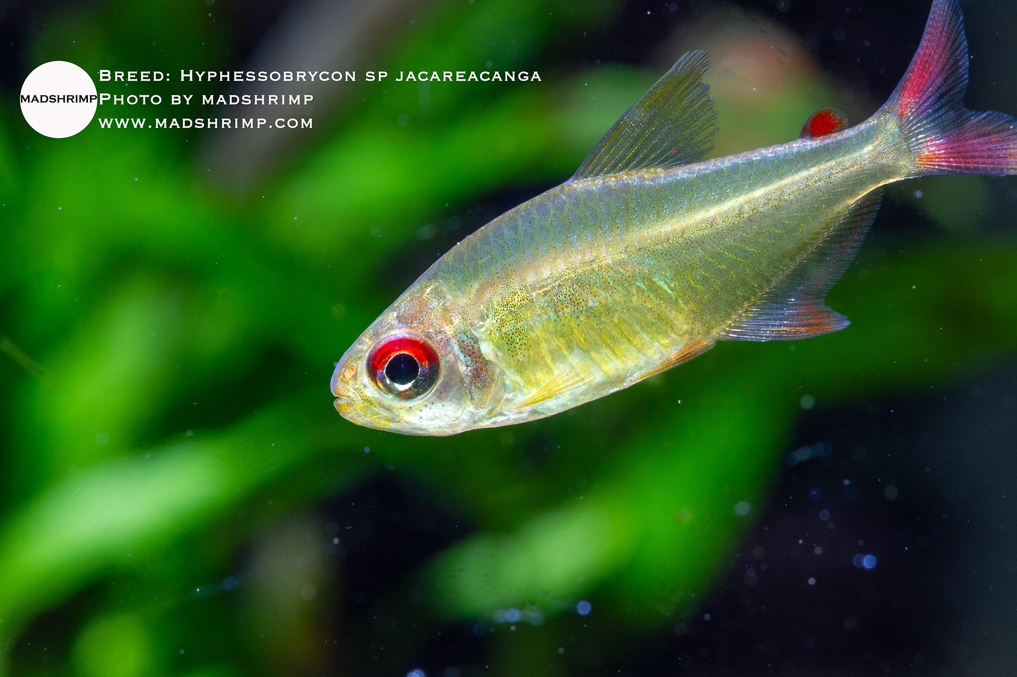 Jacareacanga tetra (Hyphessobrycon sp.), photo 2