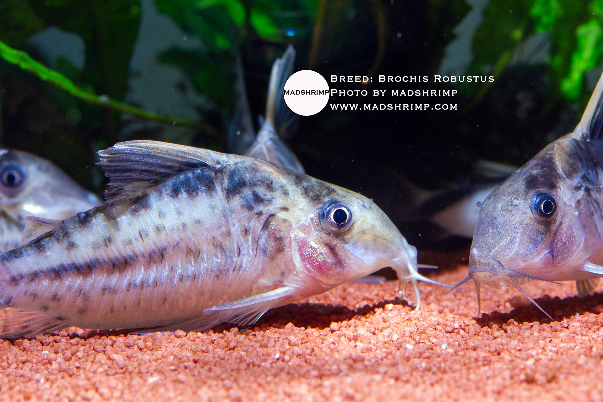 Brochis robustus Robust Corydoras