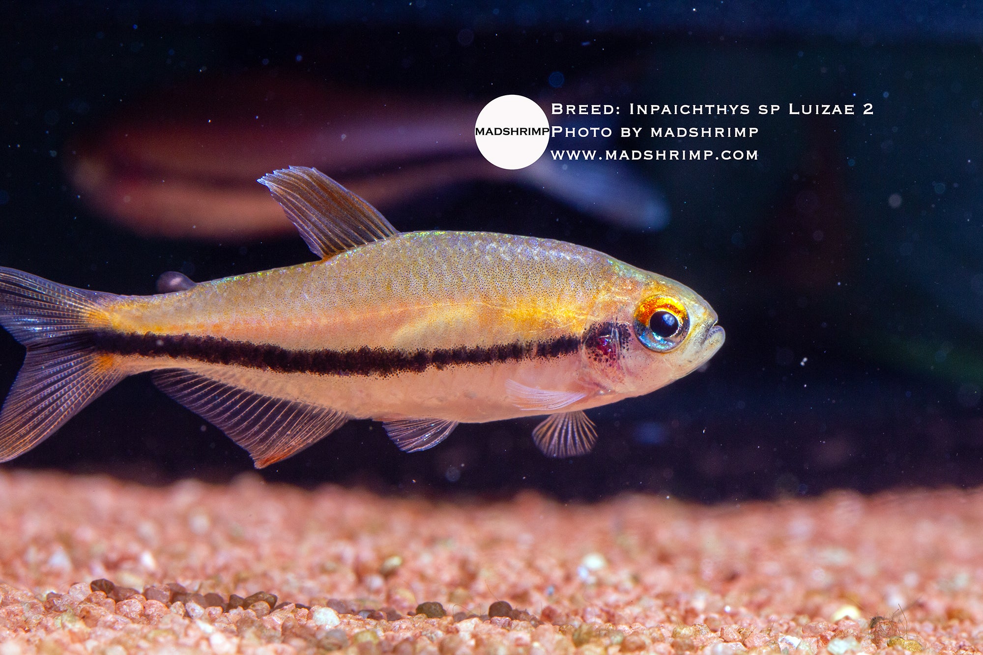 Black Arrow 2 tetra (Inpaichthys sp. luizae 2)