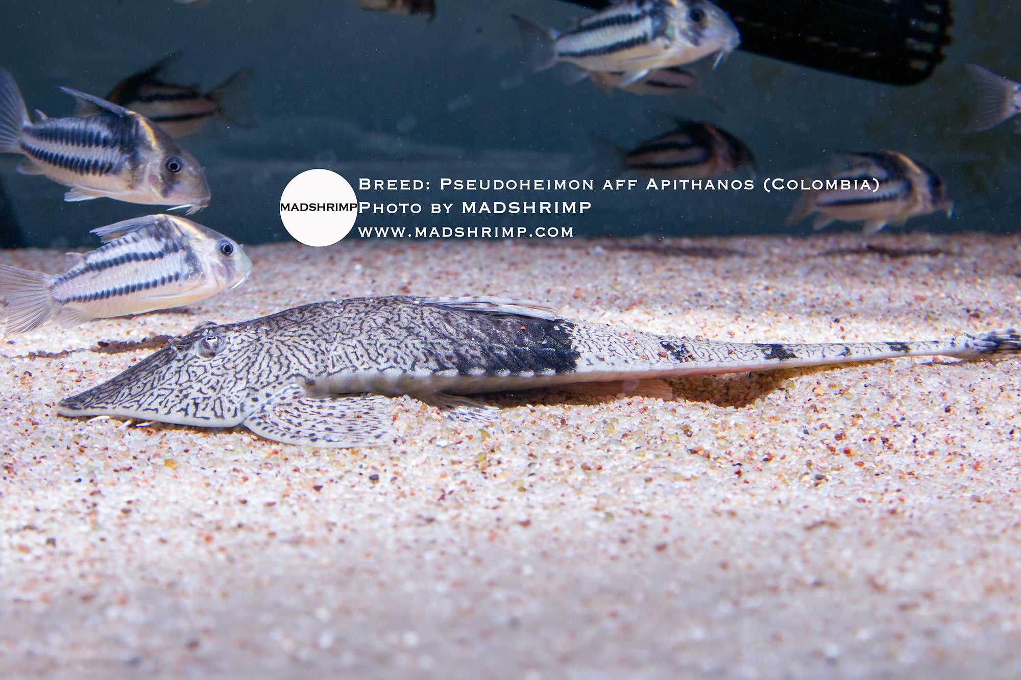 Chameleon whiptail catfish (Pseudoheimon aff. apithanos)