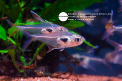 Megalamphodus Epicharis