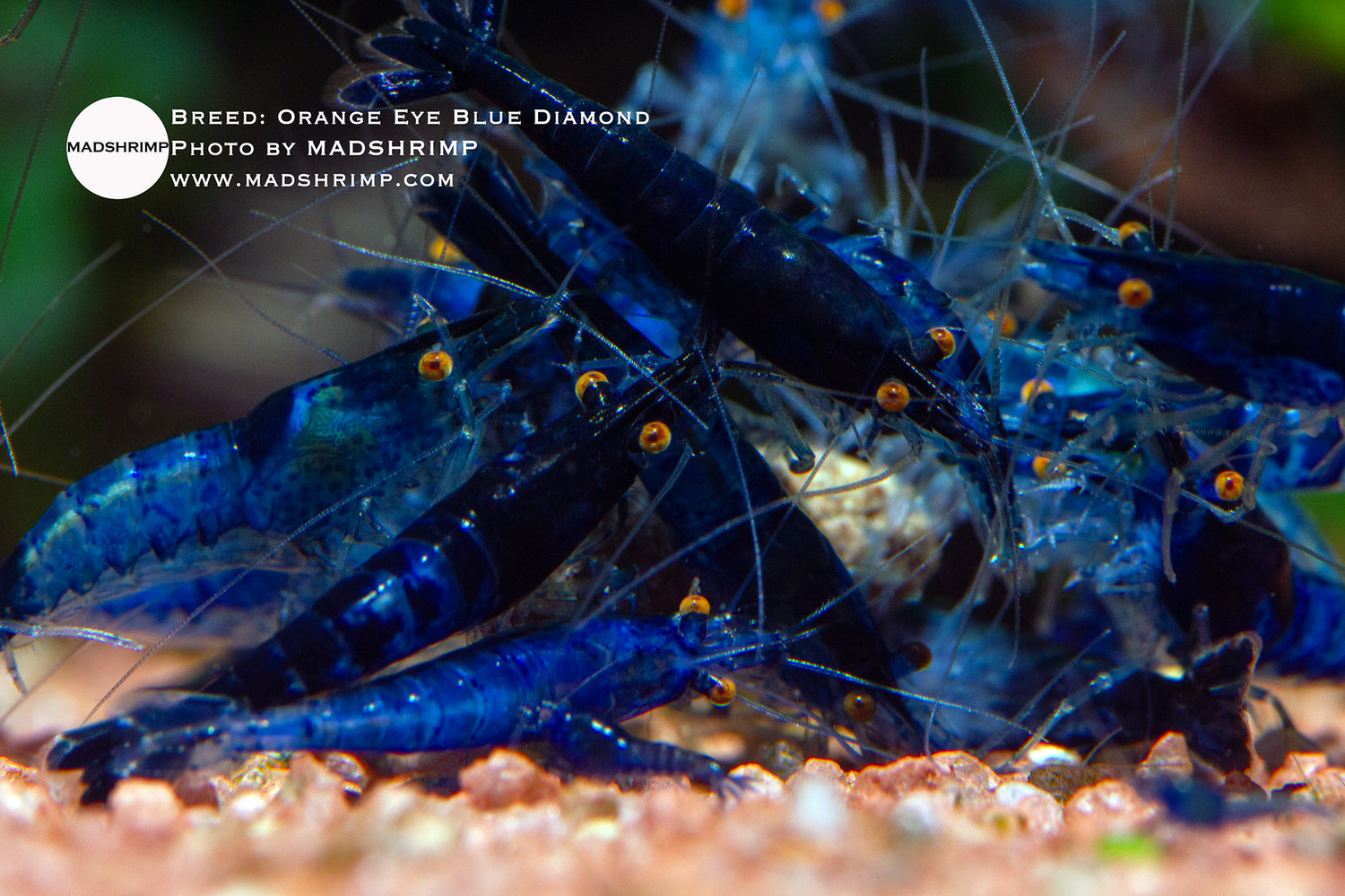Orange Eye Blue Diamond Neocaridina shrimp