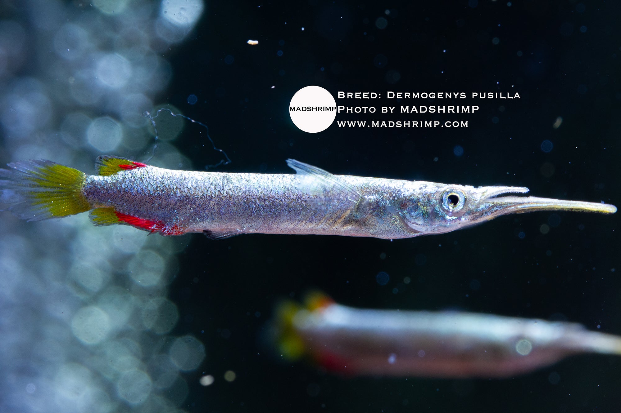 Golden halfbeak (Dermogenys pusilla)