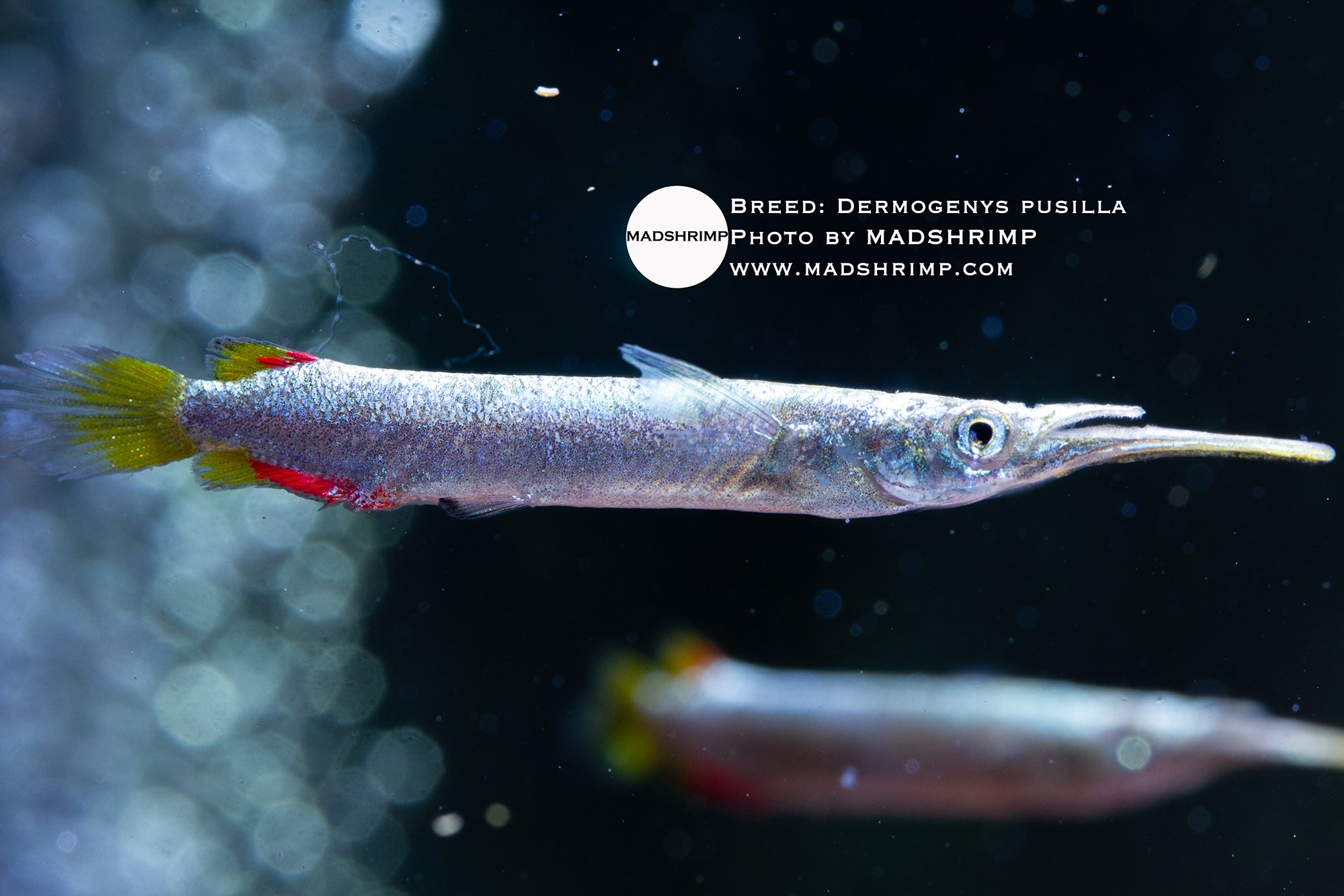 Golden halfbeak (Dermogenys pusilla)