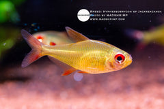 Hyphessobrycon sp Jacareacanga