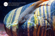 Katibas loach (Gastromyzon katibasensis), photo 2