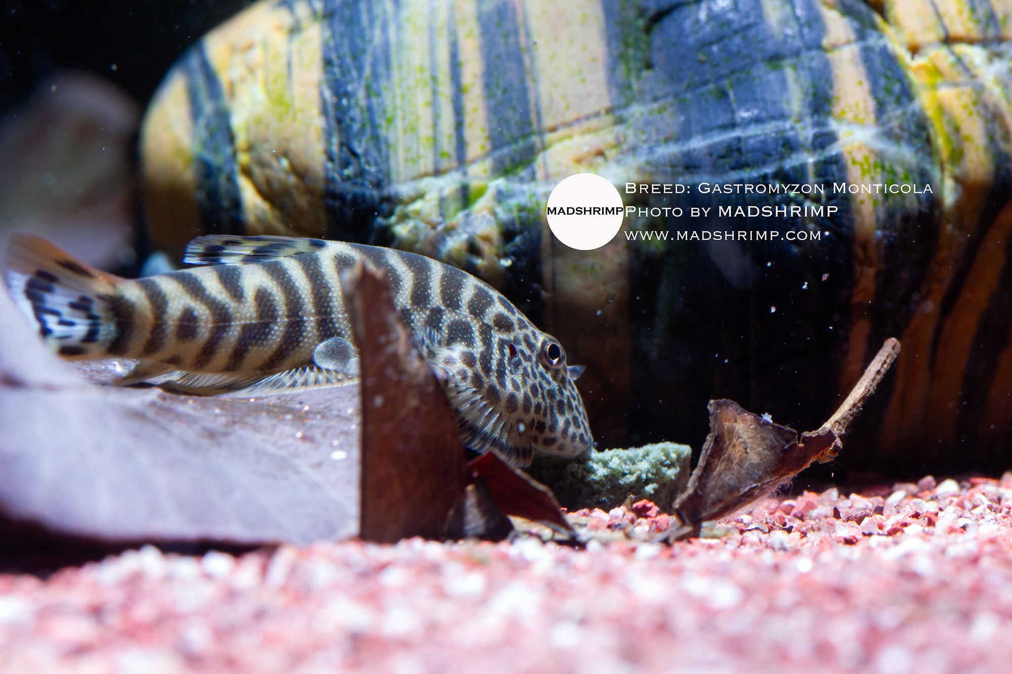 Gastromyzon Monticola