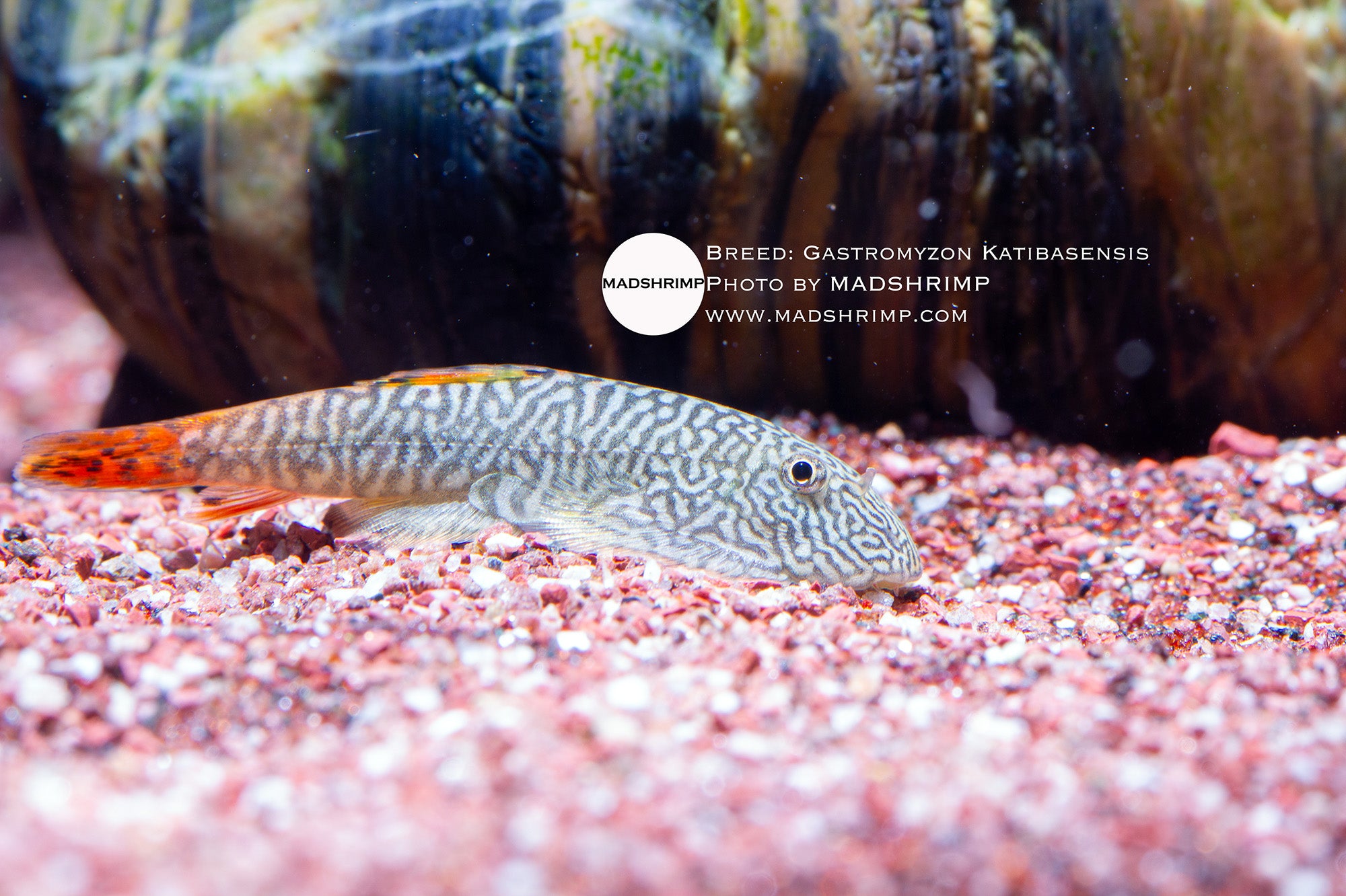 Katibas loach (Gastromyzon katibasensis)