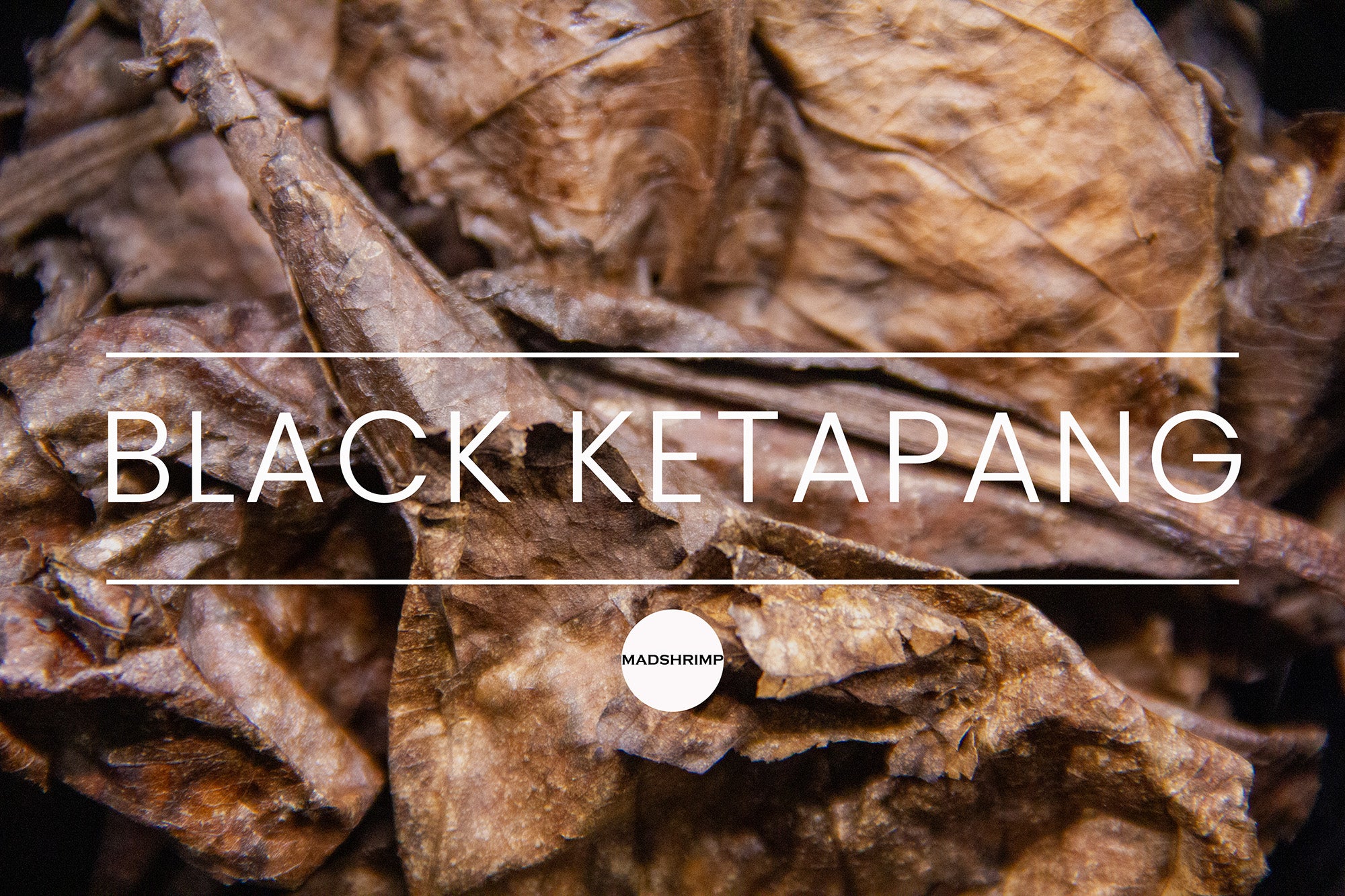 Black Ketapang leaves