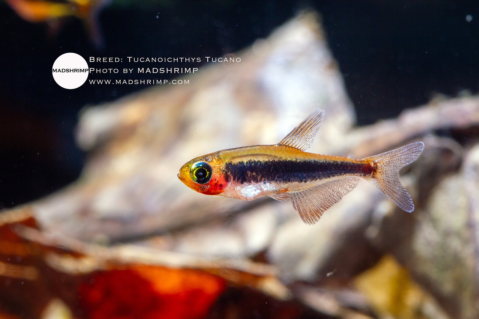 Tucano tetra (Tucanoichthys tucano)