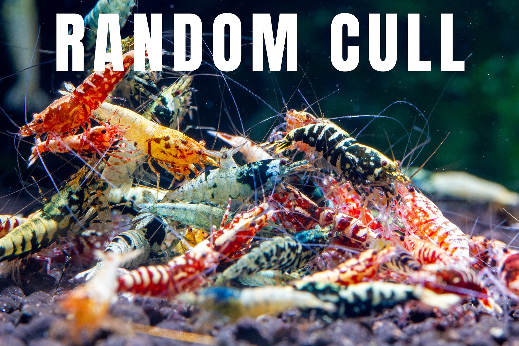 Pack of 10 random cull shrimp