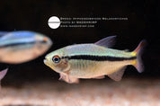 Imperial Lapis tetra (Hyphessobrycon melanostichos), photo 2
