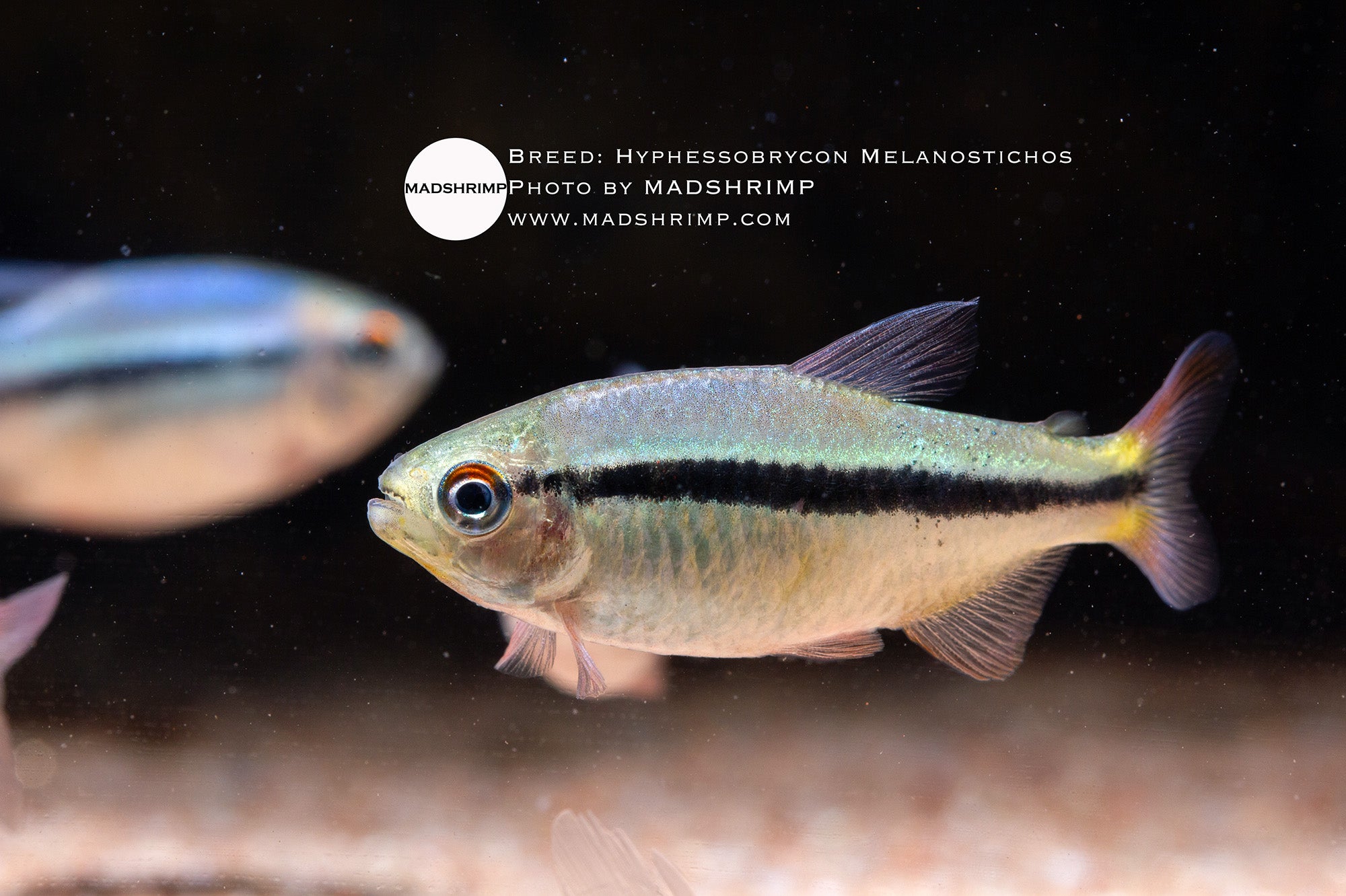 Imperial Lapis tetra (Hyphessobrycon melanostichos), photo 2