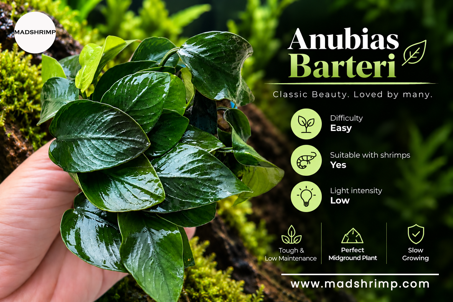 Anubias barteri classic aquarium plant